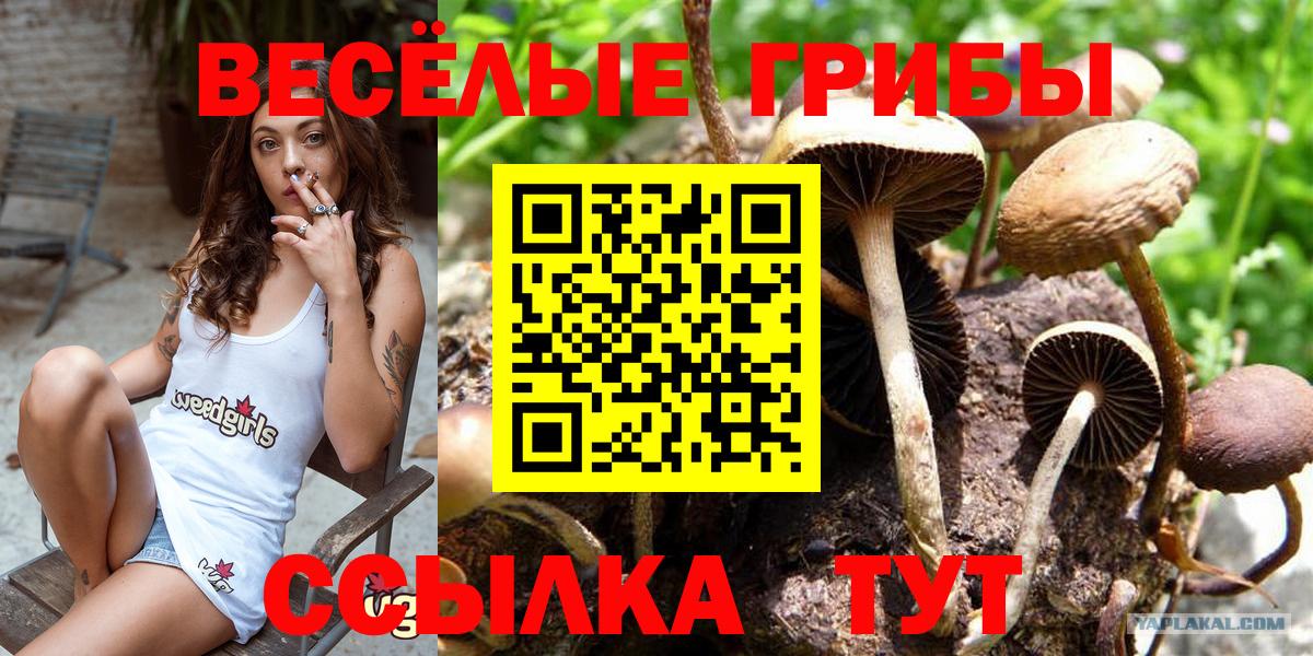 Псилоцибиновые грибы Psilocybine cubensis  Вход с VPN  Псилоцибиновые грибы Psilocybine cubensis  Шумерля 